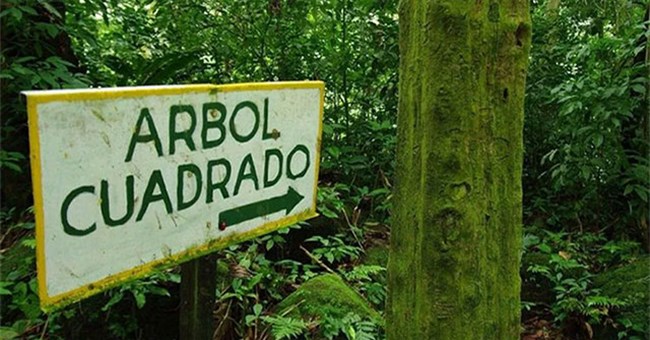 Bí ẩn về thung lũng đầy những cây hình vuông kỳ lạ