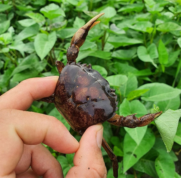 Cách phân biệt con ba khía và con cua đồng