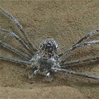 Loài nhện nhiệt đới có thể trốn 30 phút dưới nước