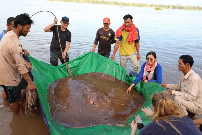 Ngư dân Campuchia bắt được cá đuối gai độc khổng lồ ở sông Mekong