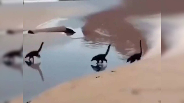 Sự thật đằng sau clip đàn khủng long chạy trên bãi biển gây sốt mạng xã hội
