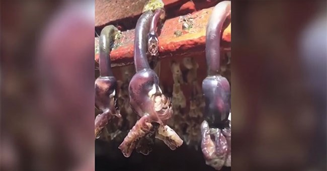 Choáng váng với loài sinh vật kì dị như đến từ ngoài hành tinh