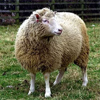 Sau cừu Dolly, tại sao vẫn chưa nhân bản con người?