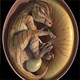 Trung Quốc tìm thấy phôi khủng long mỏ vịt được bảo quản nguyên vẹn trong quả trứng