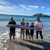"Quái vật" dài 3,6 mét xuất hiện trên bãi biển, liệu có phải điềm gở?