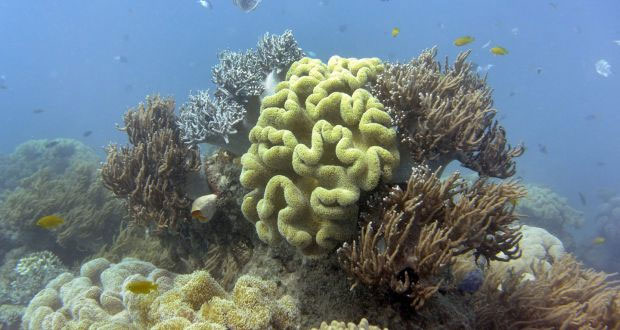 Rạn san hô Great Barrier ở Australia.