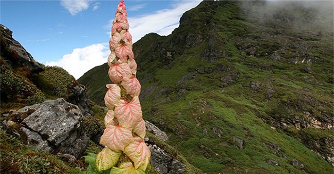 Sự thật về "cây thần Tây Tạng 400 năm nở hoa 1 lần"