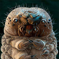 Bạn có biết: Dưới da mặt bạn, hàng trăm con bọ "siêu nhỏ" ung dung sống?