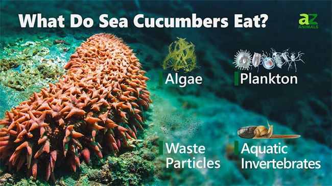 Hải sâm ăn tảo, động vật phù du, chất thải của các động vật khác...