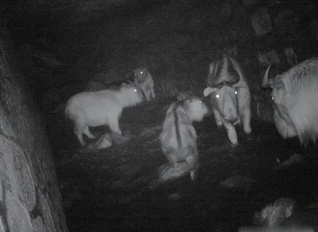 Những con linh ngưu được chụp bởi camera hồng ngoại