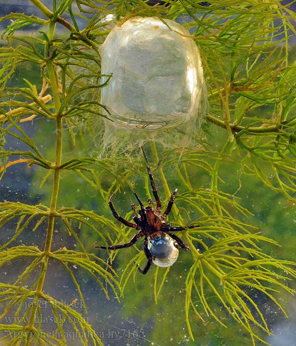 The Strangest Venomous Spider On Earth Not In Trees But Preferring To 