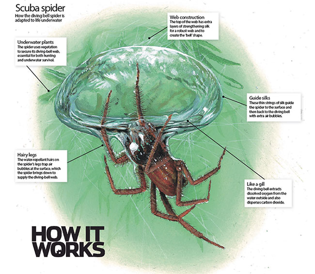The Strangest Venomous Spider On Earth Not In Trees But Preferring To 