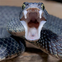 Tại sao con người không tiến hóa để có thể sở hữu nọc độc như loài rắn?