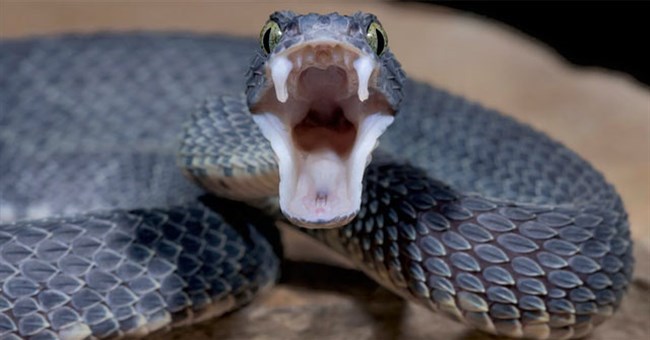 Tại sao con người không tiến hóa để có thể sở hữu nọc độc như loài rắn?