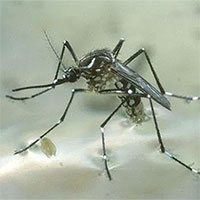 Phát hiện đột phá về cơ chế muỗi chọn "nạn nhân" để hút máu