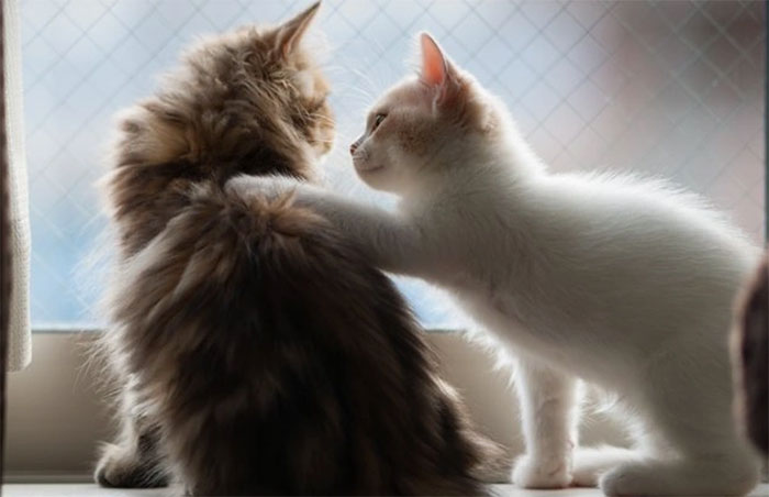 Khám phá mới: Mèo có khả năng 