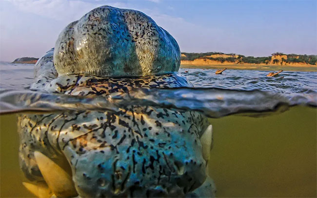 Đến tuổi sinh sản, cá sấu Ấn Độ đực sẽ mọc lên một cái u rỗng ở đầu mũi.
