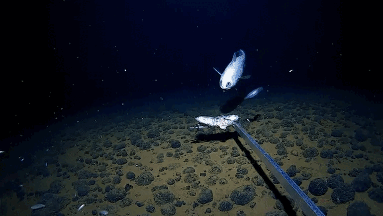 Cảnh quay cực hiếm về loài cá sống ở độ sâu kỷ lục 6.100m dưới đáy biển ảnh 1