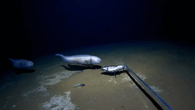 Cảnh quay cực hiếm về loài cá sống ở độ sâu kỷ lục 6.100m dưới đáy biển ảnh 0