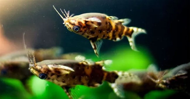 Cá trê bơi ngửa - Loài cá độc đáo tới mức được người Ai Cập dùng hình ảnh làm bùa may mắn