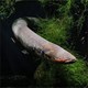 Lươn điện mạnh nhất Trái đất có thể đang nắm giữ "chìa khóa tương lai"