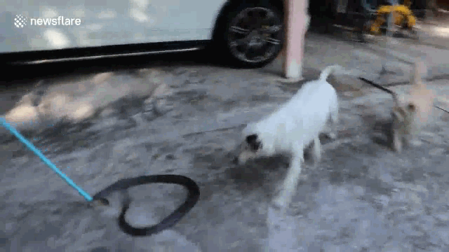 Hai con chó đang đối đầu với con rắn kịch độc.