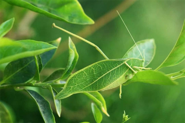 Tròn mắt trước khả năng ngụy trang thiên tài của động vật