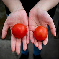 "Siêu cà chua" biến đổi gene chứa vitamin D bằng 2 quả trứng gà