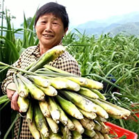 Loại rau "chân dài mỹ nữ", thế giới chỉ có Việt Nam và Trung Quốc trồng để ăn