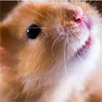 Nhà khoa học sốc khi 1 thí nghiệm vô tình khiến chuột hamster "thay tính đổi nết"