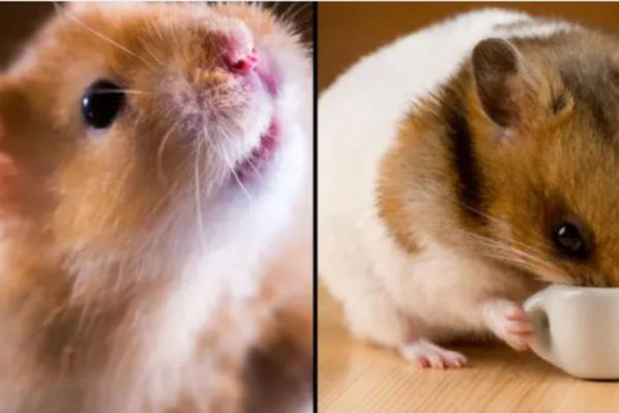 Thí nghiệm chỉnh sửa gene khiến chuột hamster hung dữ hơn.