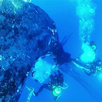 Thợ lặn mạo hiểm giải cứu cá voi mắc lưới đánh cá