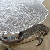 Cá mập voi khổng lồ chết do mắc cạn trên bãi biển, bất chấp các nỗ lực giải cứu