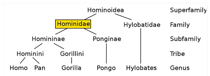 Cây họ Hominidae cho thấy con người (Chi: Homo) tách ra từ tinh tinh (Chi: Pan) khoảng 7-8 triệu năm trước