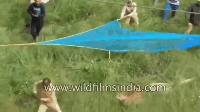 Locals capturing spotted leopard in rice field.
