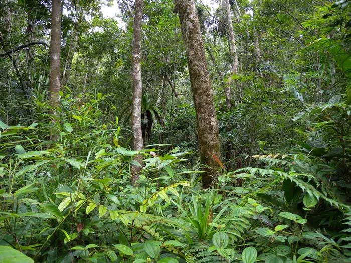 Cận cảnh loài giun từ châu Á đang khiến cả nước Mỹ 