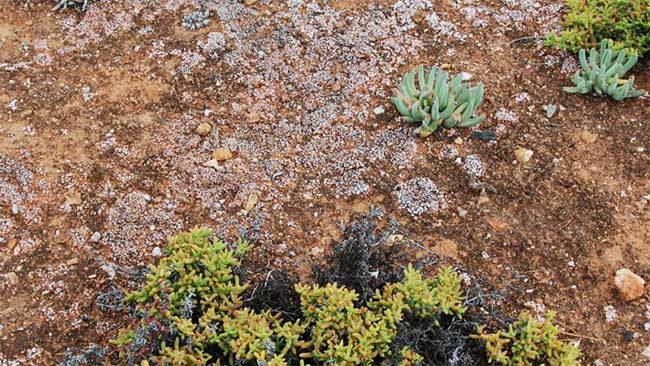 Vỏ đất sinh học Biocrusts giúp giảm 60% lượng phát thải bụi toàn cầu