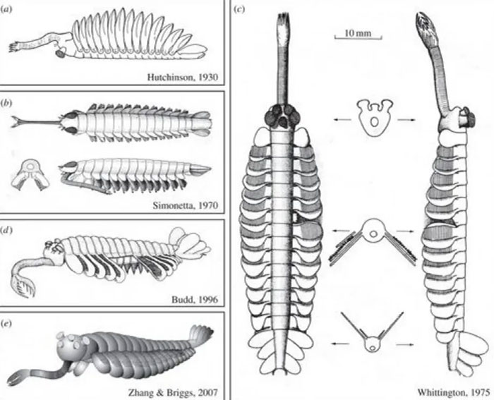 Opabinia