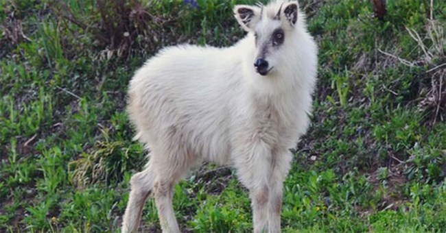 "Siêu thần thú" xuất hiện khiến cư dân mạng Nhật Bản xôn xao