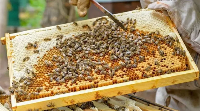 Quần thể ong mật trên thế giới có thể bị xóa sổ vì một loài virus nguy hiểm?