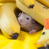Tại sao chuột đực lại sợ chuối khiếp vía?