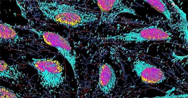 Tuổi thọ của loài người có thể đạt tới 1.000, chuyên gia: Chìa khóa ở tế bào bất tử này!