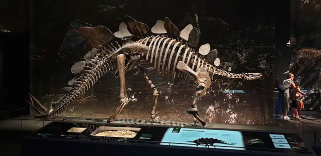 Các manh mối tiết lộ tốc độ trao đổi chất của các loài khủng long: Tyrannosaurus rex máu nóng, Stegosaurus máu lạnh!