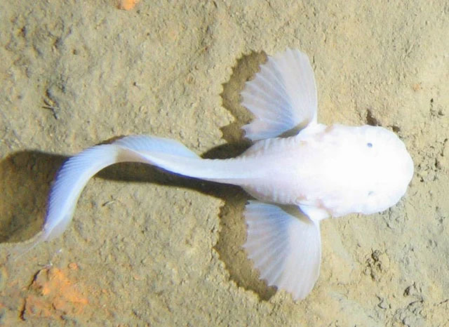 Pseudoliparis fish found in the Mariana Trench at a recorded depth of 8076 meters.