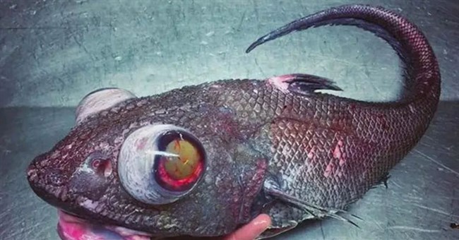 Điều gì đã giúp các loài cá chịu được áp lực nước khủng khiếp lên đến hàng ngàn tấn nơi biển sâu?