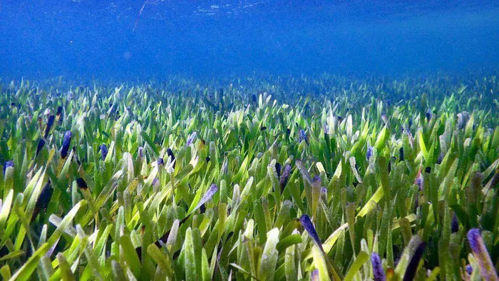 Một phần của cánh đồng cỏ biển hiện là thực vật lớn nhất thế giới.