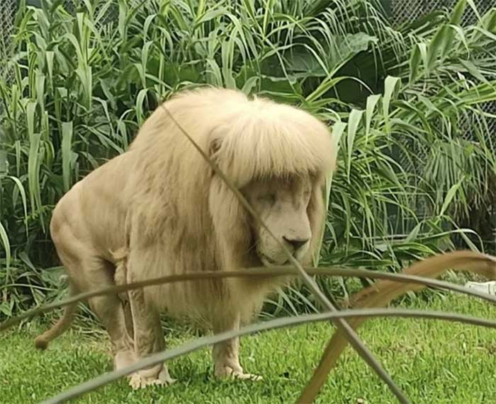 Sư tử đực gây chú ý vì 
