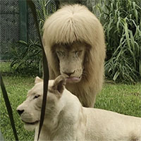 Sư tử đực gây chú ý vì "kiểu tóc" kỳ lạ