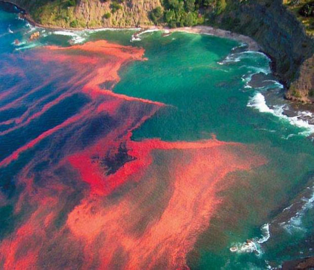 Biển đỏ đôi khi có sắc hồng vì một loài tảo biển