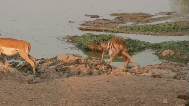 Phát hiện ra kẻ thù, linh dương kịp thời nhảy lùi về phía sau.